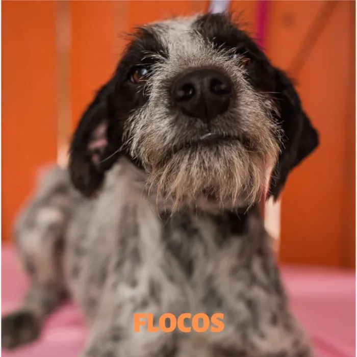 Cachorro ra a Srd idade 1 ano nome FLOCOS