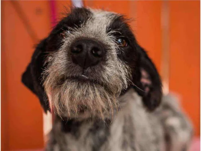 Cachorro ra a Srd idade 1 ano nome FLOCOS