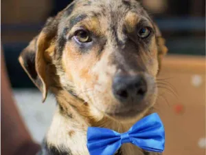 Cachorro raça Srd idade 1 ano nome KAUÊ