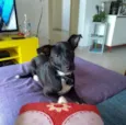 BRUCE GRATIFICA