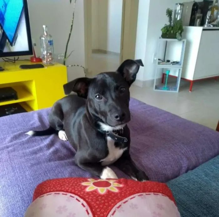 Cachorro ra a SRD idade 2 a 6 meses nome BRUCE GRATIFICA