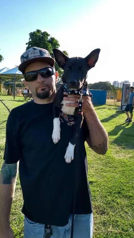 Cachorro ra a SRD idade 2 a 6 meses nome BRUCE GRATIFICA
