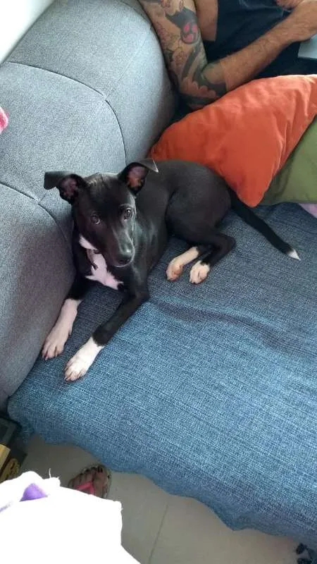 Cachorro ra a SRD idade 2 a 6 meses nome BRUCE GRATIFICA