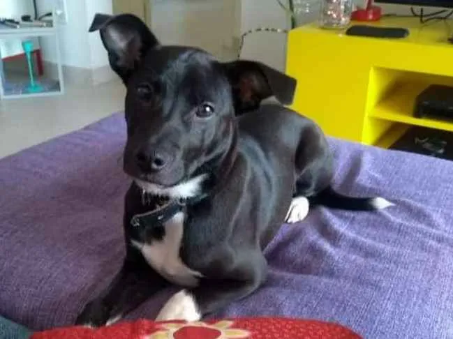 Cachorro ra a SRD idade 2 a 6 meses nome BRUCE GRATIFICA