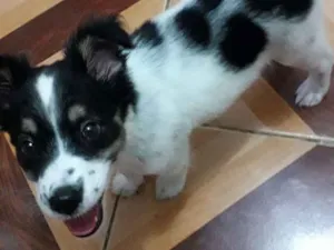 Cachorro raça Indefinida idade 2 a 6 meses nome Tina