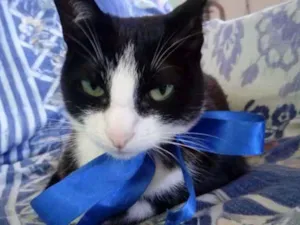 Gato raça SRD idade 3 anos nome Kity