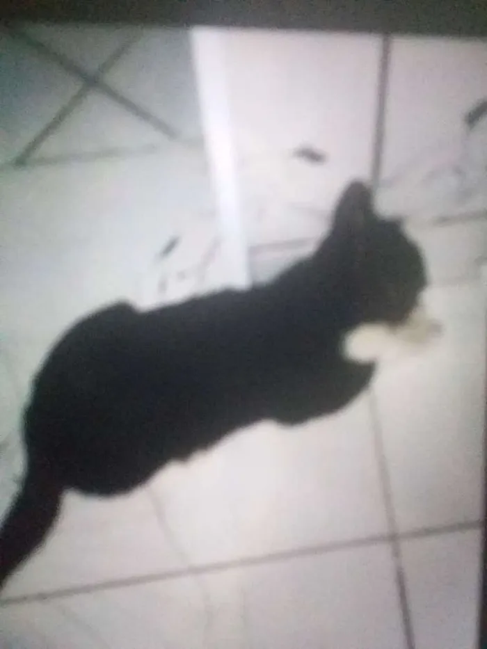 Gato ra a Smoking idade 1 ano nome Jani