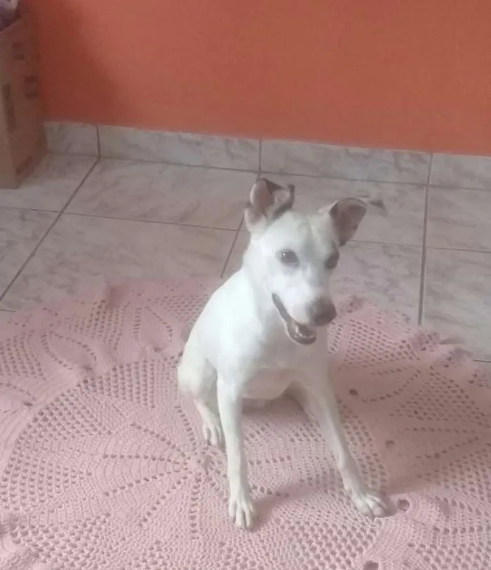 Cachorro ra a Palestina idade 7 a 11 meses nome Palestina