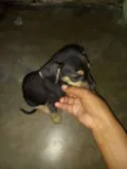 Dorinha 