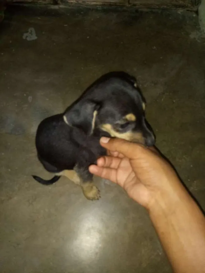 Cachorro raça Labrador com viralata idade Abaixo de 2 meses nome Dorinha 