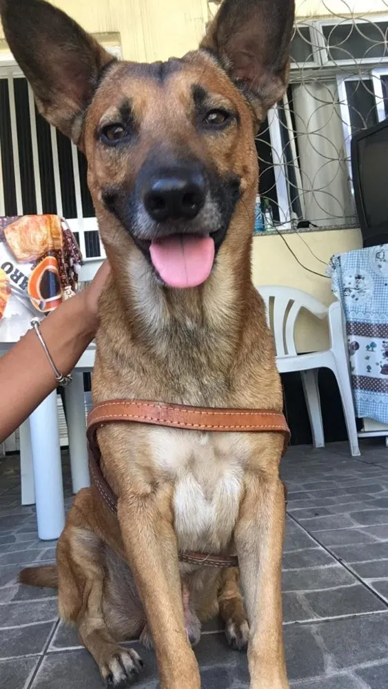 Cachorro ra a Vira lata idade 1 ano nome Não
