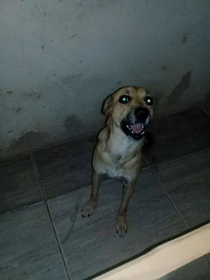 Cachorro raça Vira lata idade 1 ano nome Pingo 