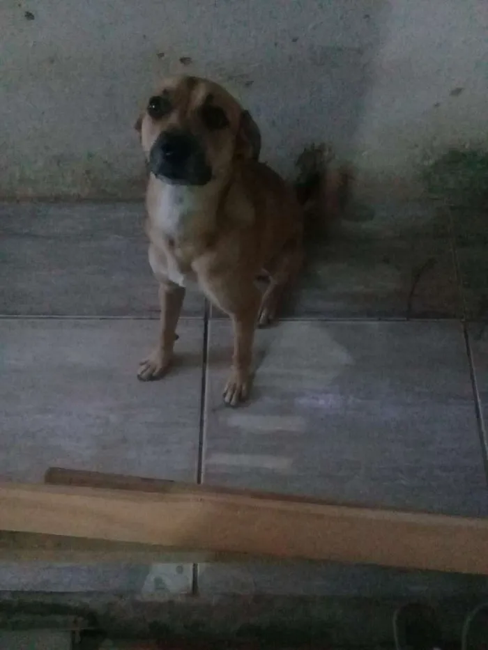Cachorro raça Vira lata idade 1 ano nome Pingo 