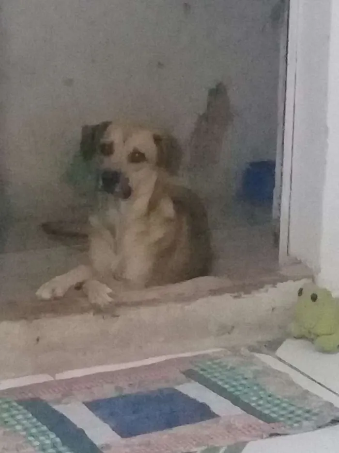 Cachorro raça Vira lata idade 1 ano nome Pingo 