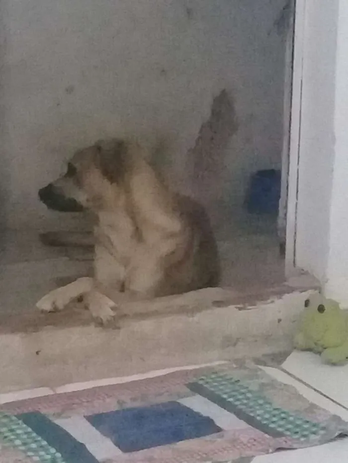 Cachorro raça Vira lata idade 1 ano nome Pingo 