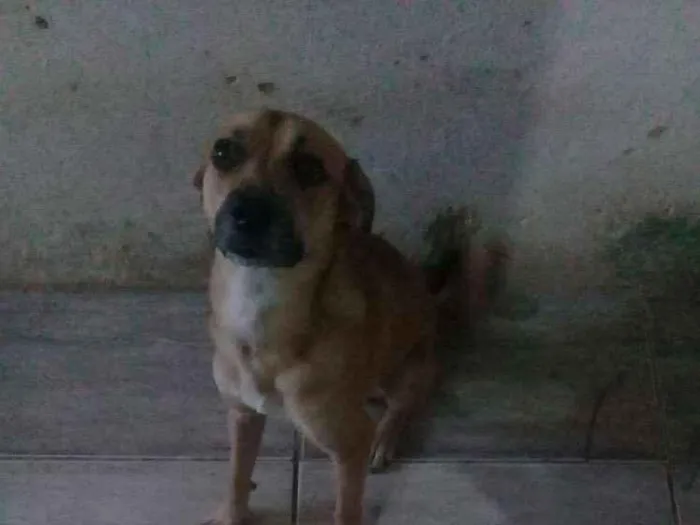 Cachorro raça Vira lata idade 1 ano nome Pingo 