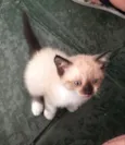 Stella