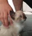 Stella