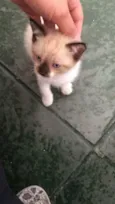 Stella
