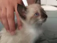 Stella