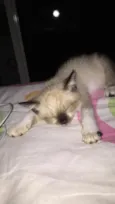 Stella