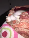 Stella