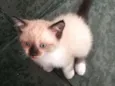 Stella
