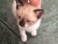 Stella