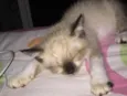 Stella