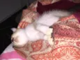 Stella