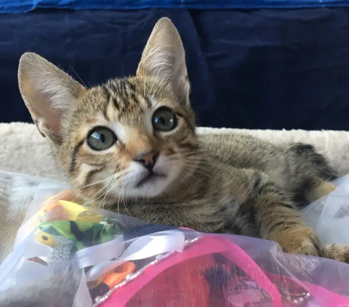 Gato ra a SRD idade 2 a 6 meses nome FRAMBOESA