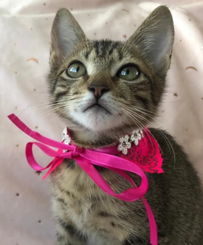 Gato ra a SRD idade 2 a 6 meses nome FRAMBOESA