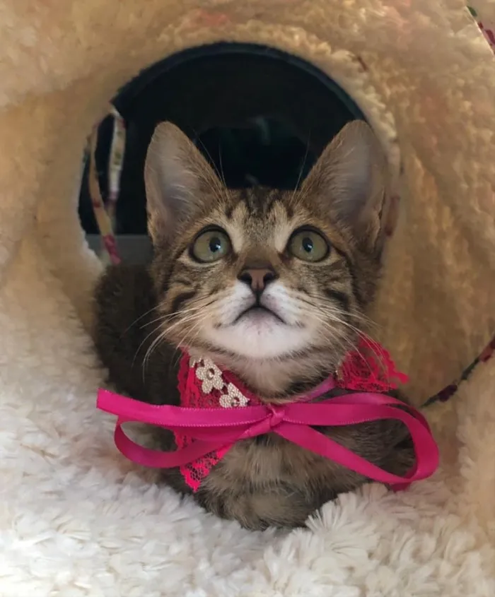 Gato ra a SRD idade 2 a 6 meses nome FRAMBOESA