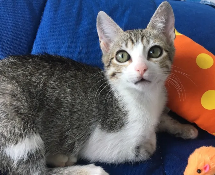 Gato ra a SRD idade 2 a 6 meses nome TÂMARA