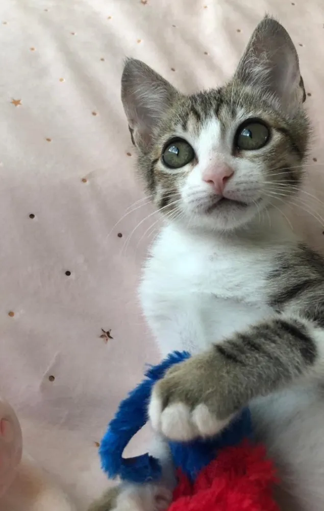Gato ra a SRD idade 2 a 6 meses nome TÂMARA