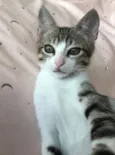 TÂMARA
