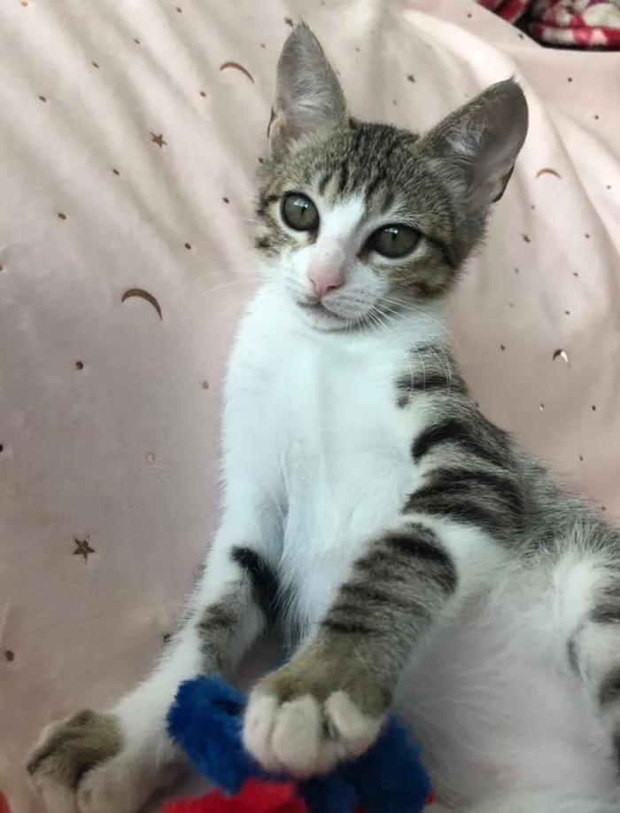 Gato ra a SRD idade 2 a 6 meses nome TÂMARA