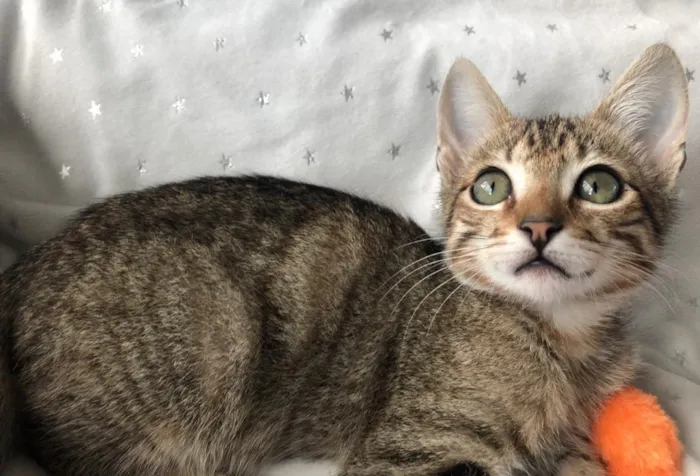 Gato ra a SRD idade 2 a 6 meses nome DAMASCO