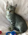 AMEIXA