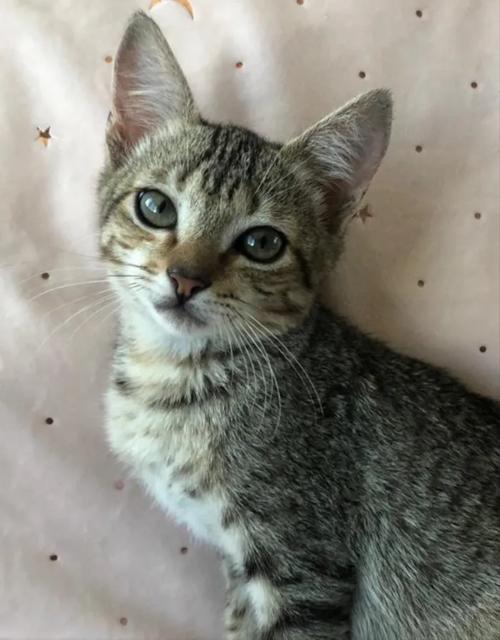 Gato ra a SRD idade 2 a 6 meses nome AMEIXA