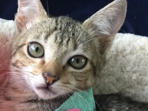 Gato raça SRD idade 2 a 6 meses nome AMEIXA