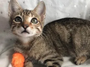 Gato raça SRD idade 2 a 6 meses nome DAMASCO