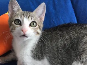Gato raça SRD idade 2 a 6 meses nome TÂMARA
