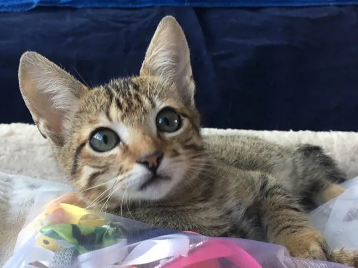 Gato ra a SRD idade 2 a 6 meses nome FRAMBOESA
