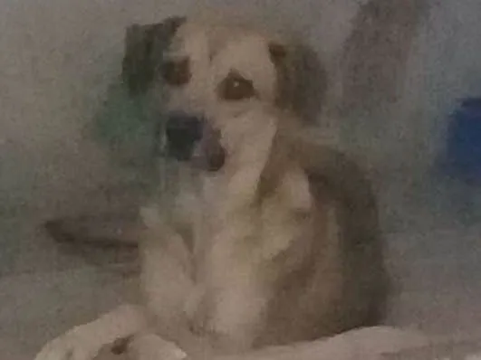 Cachorro raça Vira lata idade 1 ano nome Pingo 