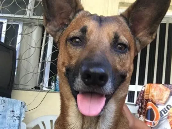 Cachorro ra a Vira lata idade 1 ano nome Não