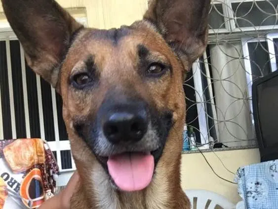 Cachorro ra a Vira lata idade 1 ano nome Não