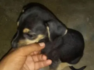 Cachorro raça Labrador com viralata idade Abaixo de 2 meses nome Dorinha 