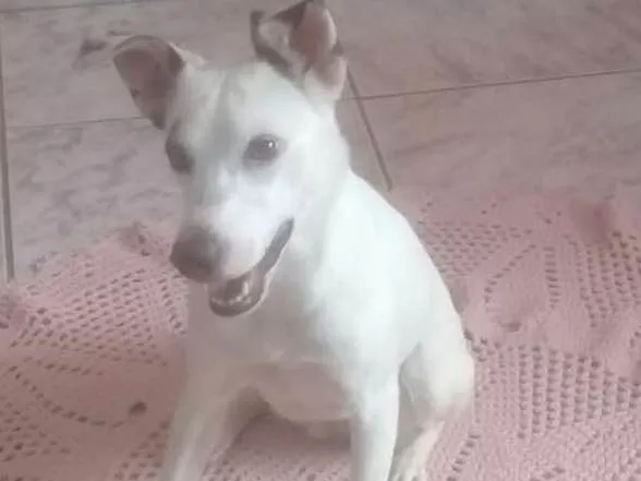 Cachorro ra a Palestina idade 7 a 11 meses nome Palestina