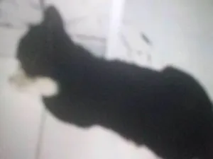 Gato raça Smoking idade 1 ano nome Jani